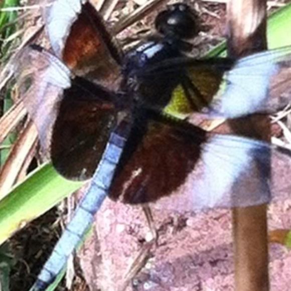 dragonflyblue