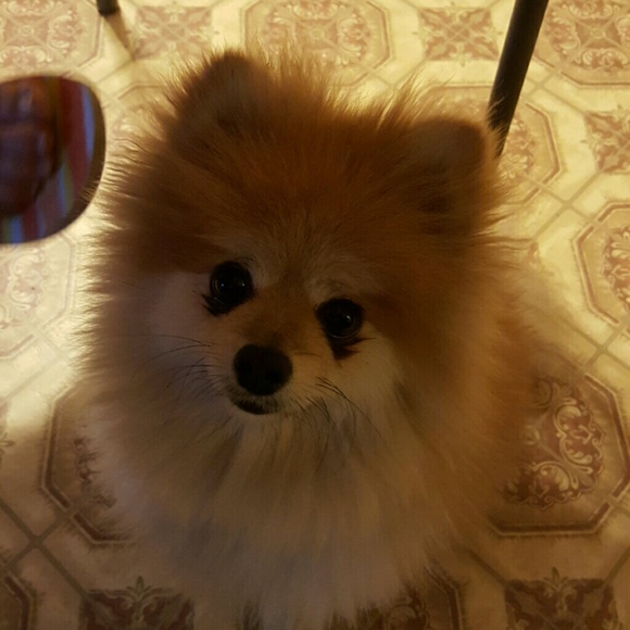 bambi_rambi5