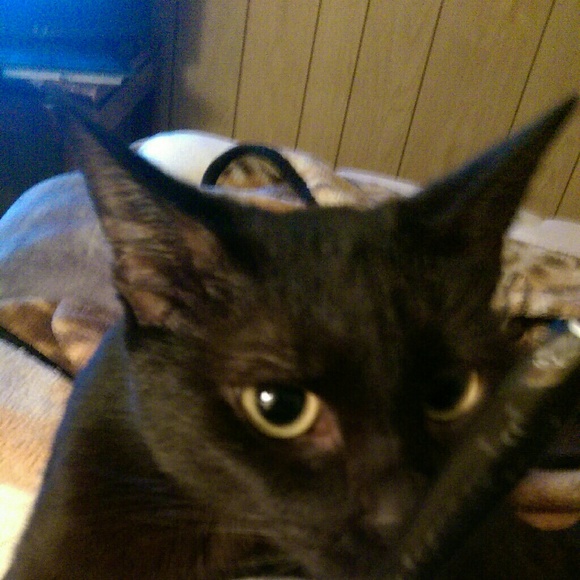 gato_for_life