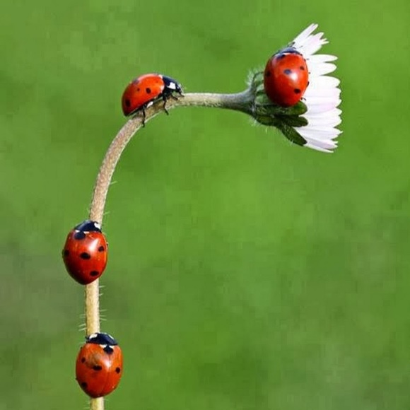 ladybugsmomma