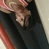 essence_chanel