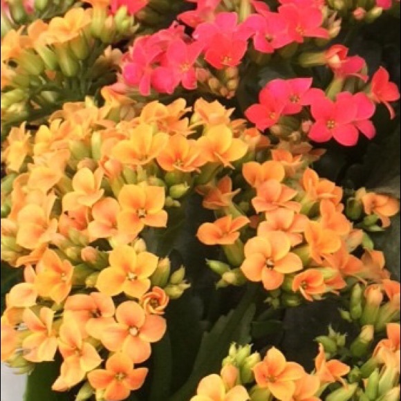 savvyshopper456