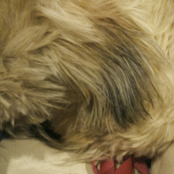 kenjidog