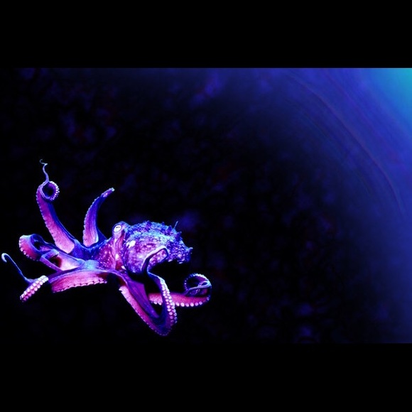 awesome_octopus