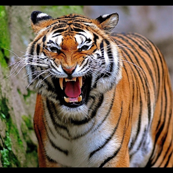 rohitc