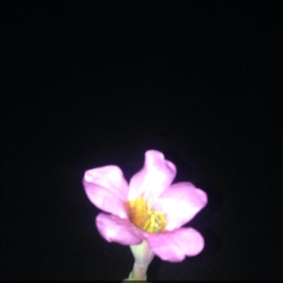 yalixa