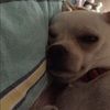 lilvee2