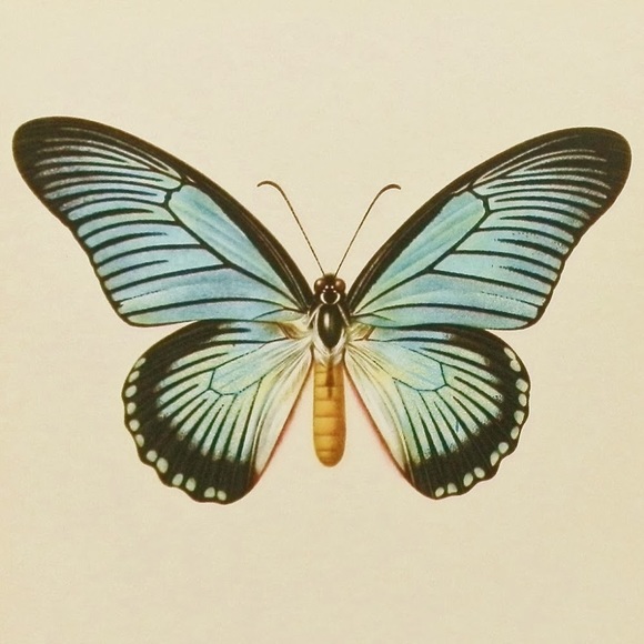 akvmcc