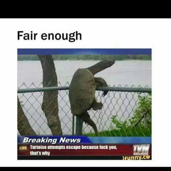 turtle16