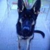 k9docdel