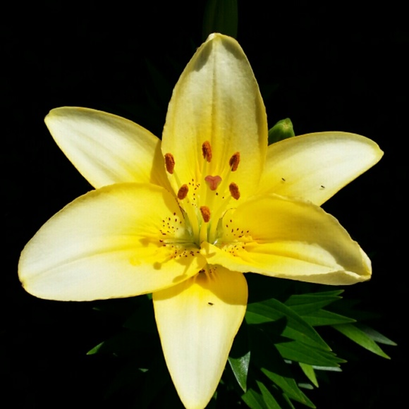 amyras