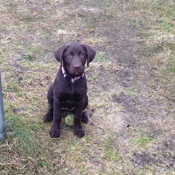 lillypup