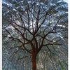 scbranch