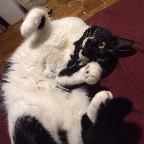 meow98