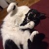 meow98