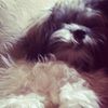 posh_puppy