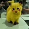 meow_wtf