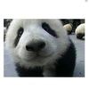 pandapop33