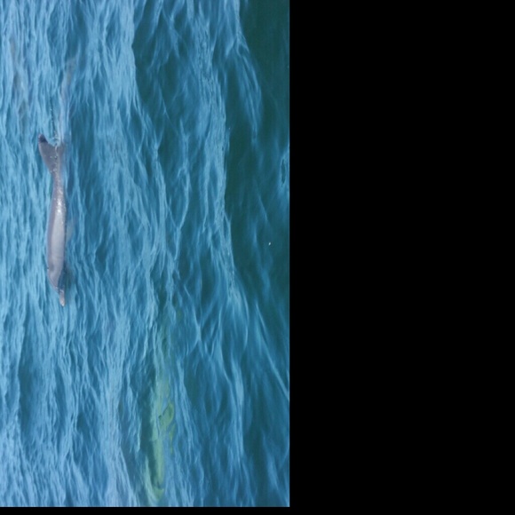 dolfinlover