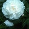 dbeverly75
