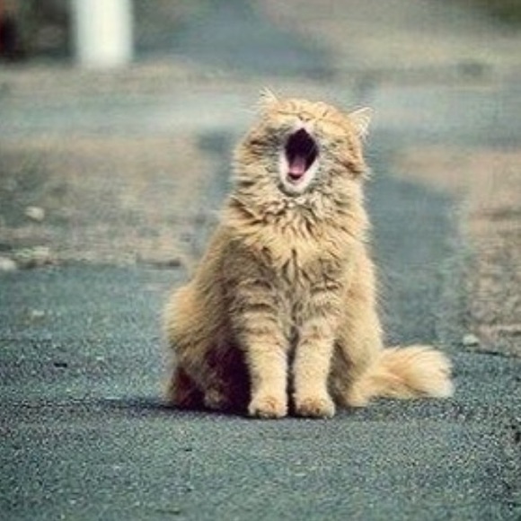 meow123456789