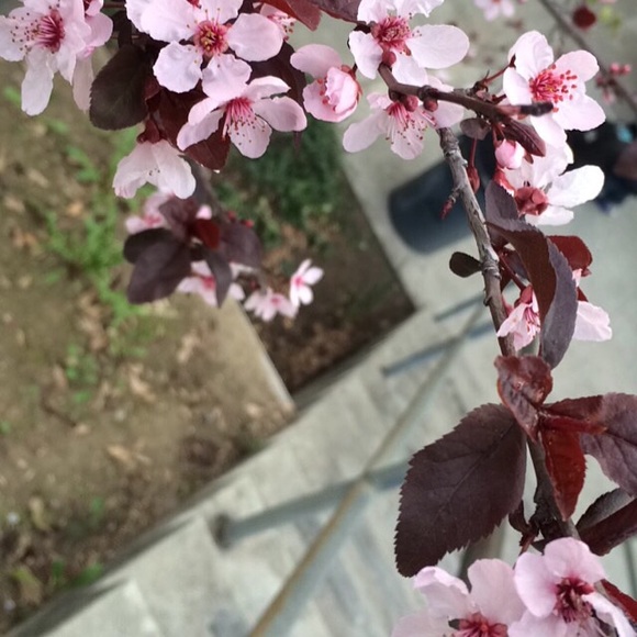 kdokan