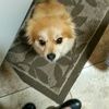 angel_mexicana1