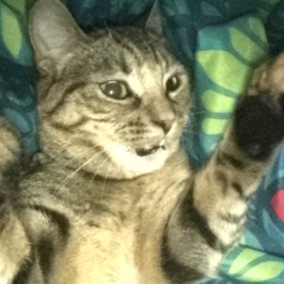 dinhkatie