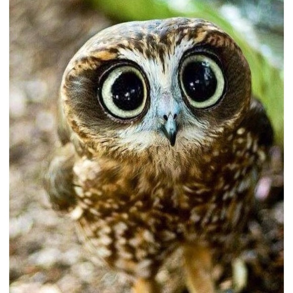 owlmonet