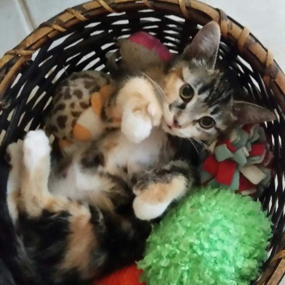 glitterpuss