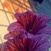 hannah_1012