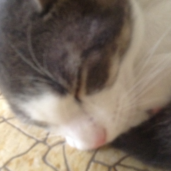 yansnow