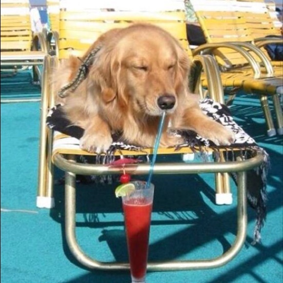 Poshmark profile picture for @pitted