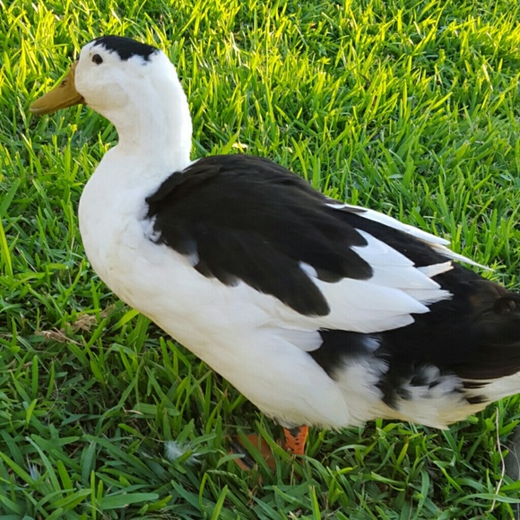 nehduarte11