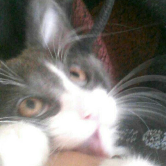 katdaumler