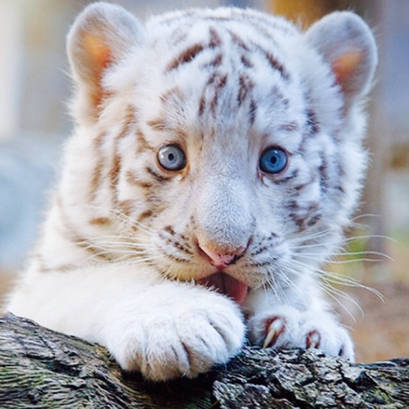 princesstiger