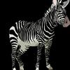 grumpyzebra