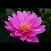 lisaloo64