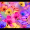 a_souders