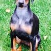 summerdobe