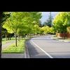 washingtondog10