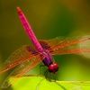 dragonfly95