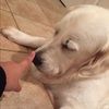 jellybeansgan