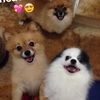 josephine_lolo