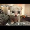 tinyone726
