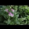 foxglove343
