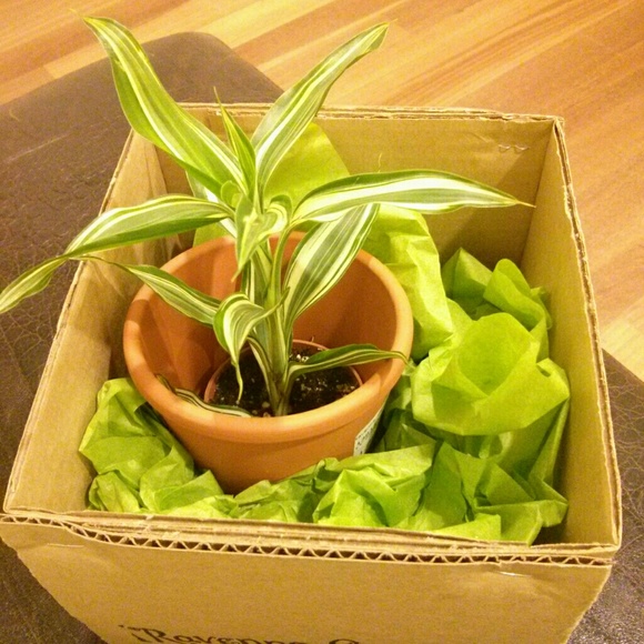 prettyplants12
