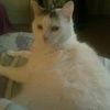 alicialongmire6