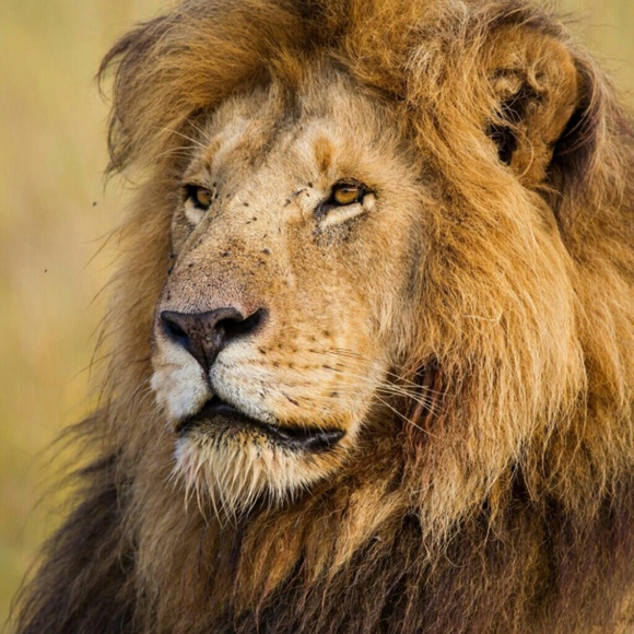 flawlessking