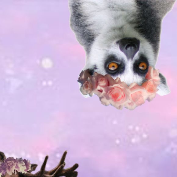 lemur123